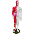 Boneco Anatômico 60cm Com Pontos De Acupuntura Com Músculos