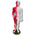 Boneco Anatômico 60cm Com Pontos De Acupuntura Com Músculos
