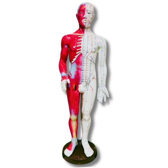Boneco Anatômico 60cm Com Pontos De Acupuntura Com Músculos