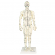 Boneco Anatômico 50cm Com Pontos De Acupuntura