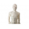 Boneco Anatômico 50cm Com Pontos De Acupuntura