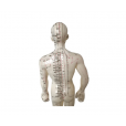 Boneco Anatômico 50cm Com Pontos De Acupuntura