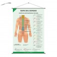 Mapa Banner Pontos Ventosaterapia Shu Dorsais 60x90