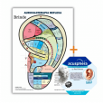 Cristal Radiônico Raul Breves + Mapa Auriculoterapia Reflexa 