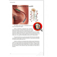 Combo Livro e Mapa Auriculoterapia Reflexa + 3 Cristais Radiônicos Raul Breves