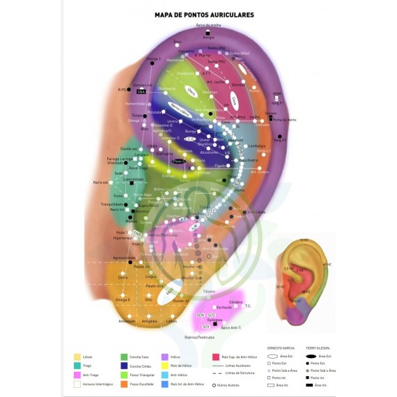 Mapa Auricular Auriculoterapia Francesa A3 Plastificado 