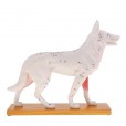 Modelo Anatomia Acupuntura Veterinária Animal Cachorro